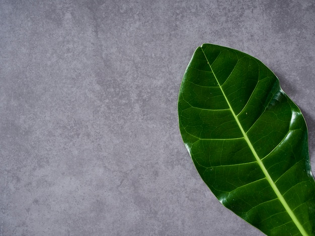 Groene bladeren op grijze marmeren achtergrond