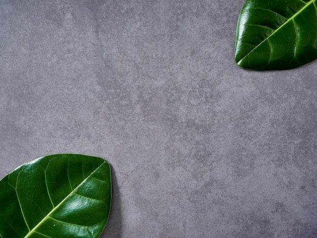 Groene bladeren op grijze marmeren achtergrond