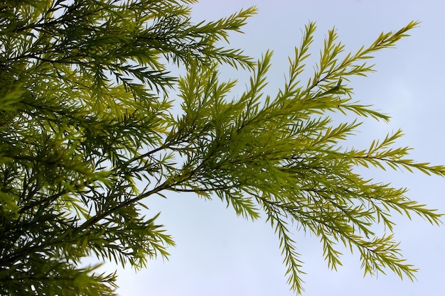 Groene bladeren op hemelachtergrond