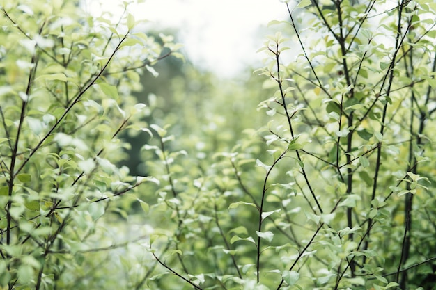 Foto groene bladeren op onscherpe achtergrond