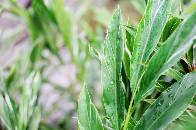 Groene bladeren op plantage.