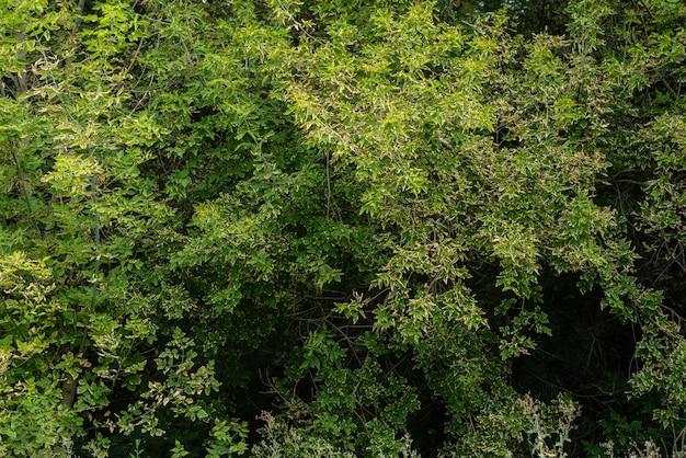 Groene bladeren op takken voor gebruik als textuur