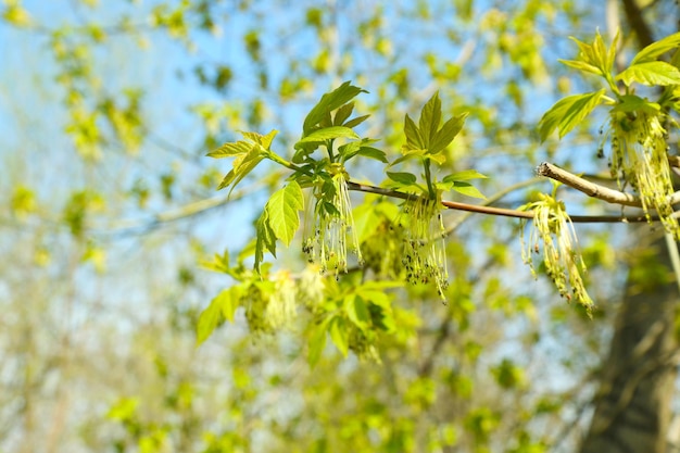 Groene bladeren op twijgen in het voorjaar close-up