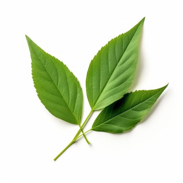 Groene Bladeren Op Witte Achtergrond Een Balcomb Greene Geïnspireerd Beeld