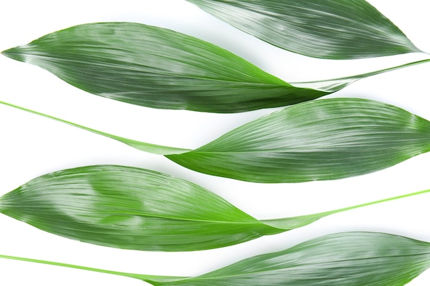 Groene bladeren op witte achtergrond