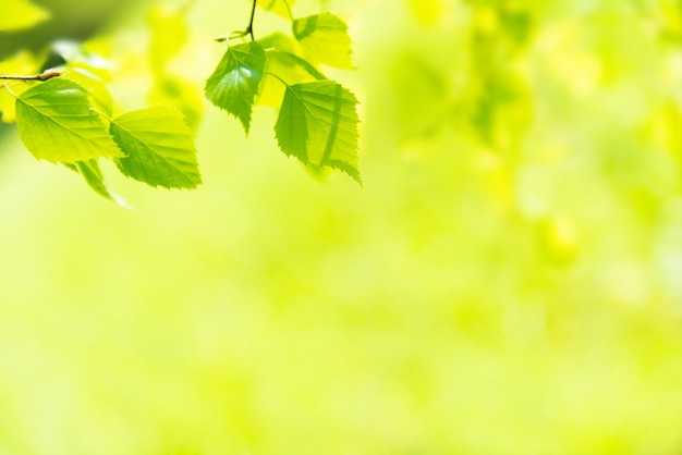 Groene bladeren op zacht groen gras