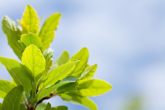 Groene bladeren over blauwe hemel