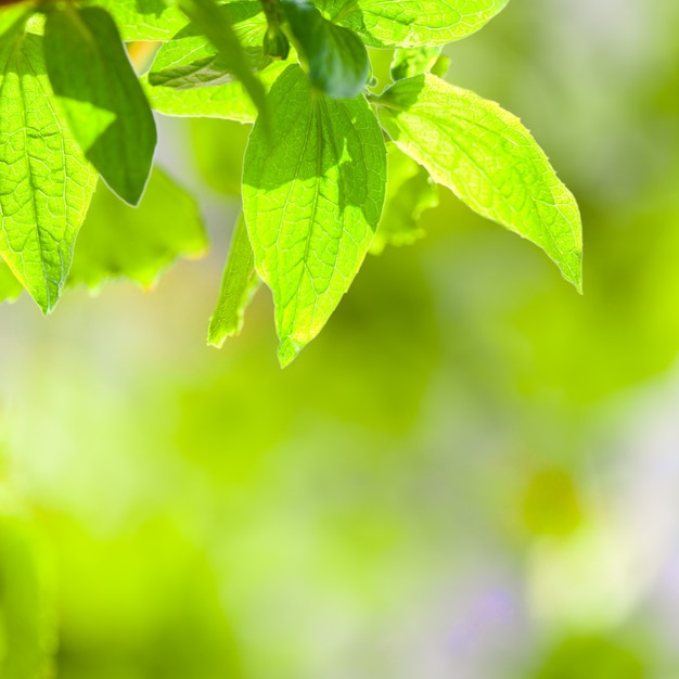 Groene bladeren over groene intreepupil lente achtergrond