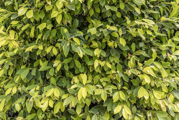 Groene bladeren patroon achtergrond, natuurlijke achtergrond, behang. Vreedzame ecologie natuurlijk groen blad