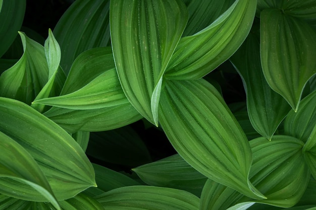 Groene bladeren patroon achtergrond Natuurlijke achtergrond en behang