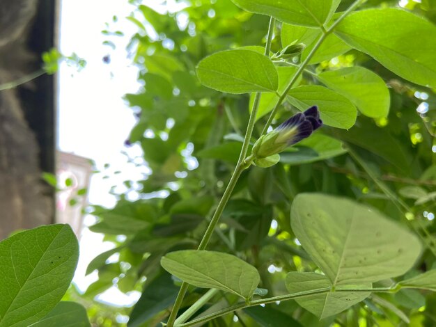 Groene bladeren patroon achtergrond natuurlijke achtergrond en behang