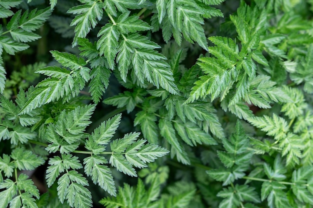 Groene bladeren patroon achtergrond natuurlijke groene achtergrond