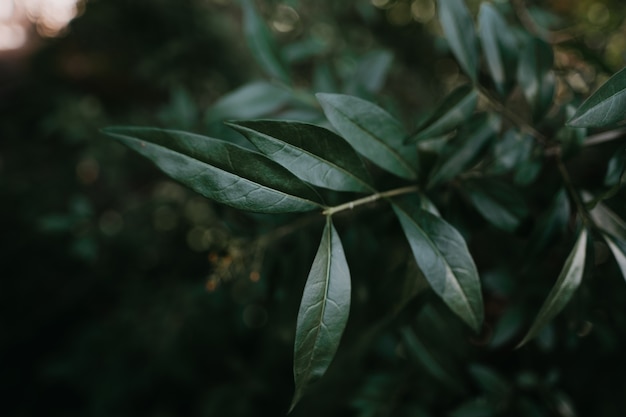 Groene bladeren patroon achtergrond