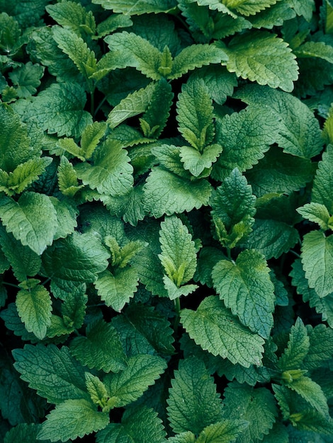 Groene bladeren patroon achtergrond