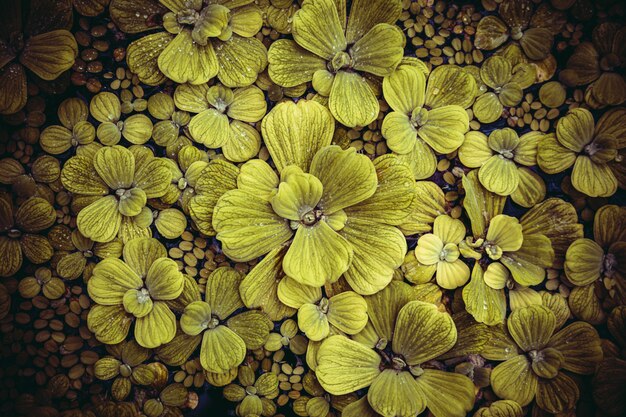 Groene bladeren patroon lay-outontwerp. Ecologie natuurlijk creatief concept