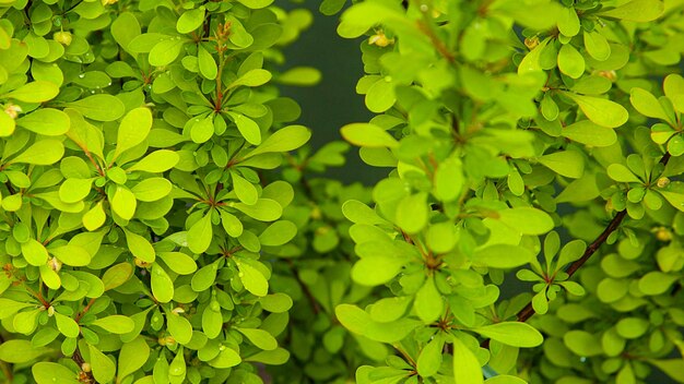 Foto groene bladeren patroon natuurlijk patroon