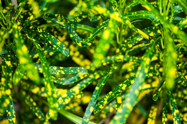 Groene bladeren patroon wazig achtergrond