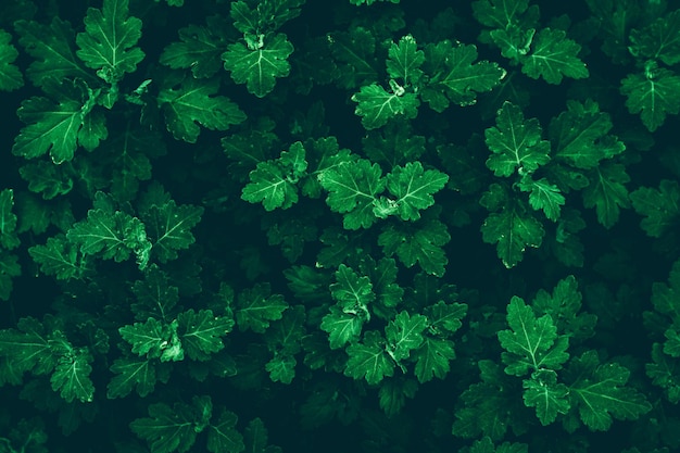 Groene bladeren patroon zomer natuurlijke plant achtergronden natuur behang Donkere textuur van vers gebladerte struik in de nacht Groene achtergrond voor ontwerp