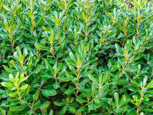 Groene bladeren Plant Pittosporum tobira