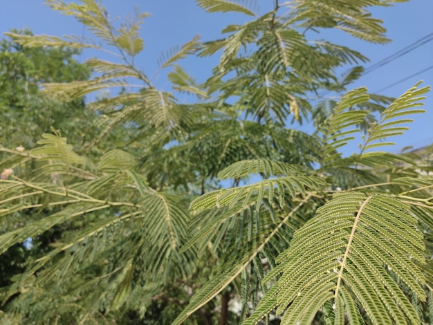 groene bladeren planten close-up in de zon