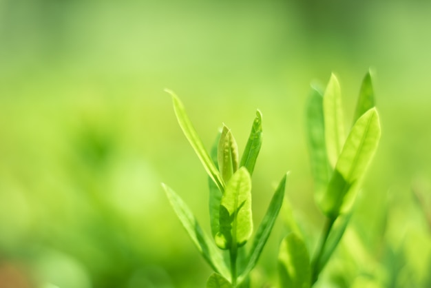 Groene bladeren, prachtige natuur groeit.