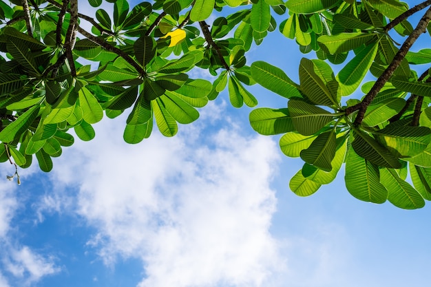 Groene bladeren tegen de blauwe hemel