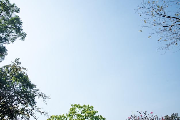 Groene bladeren tegen de blauwe lucht op een zonnige dag