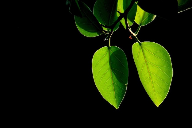 Groene bladeren tegen de donkere achtergrond