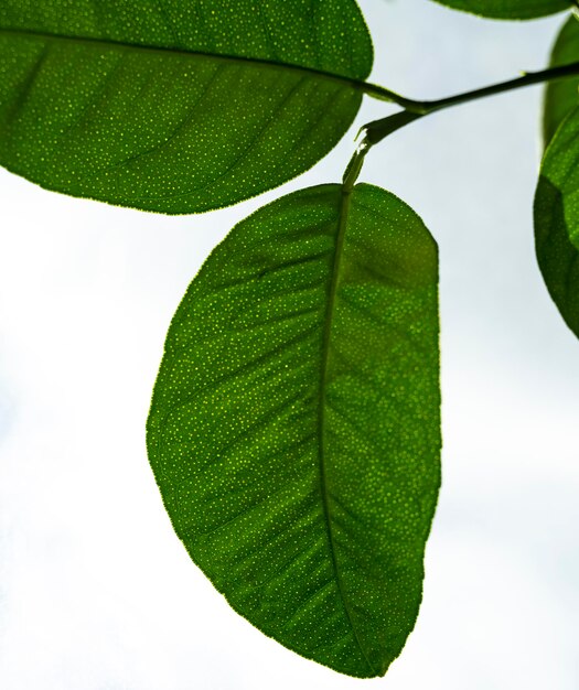 Groene bladeren tegen een blauwe lucht