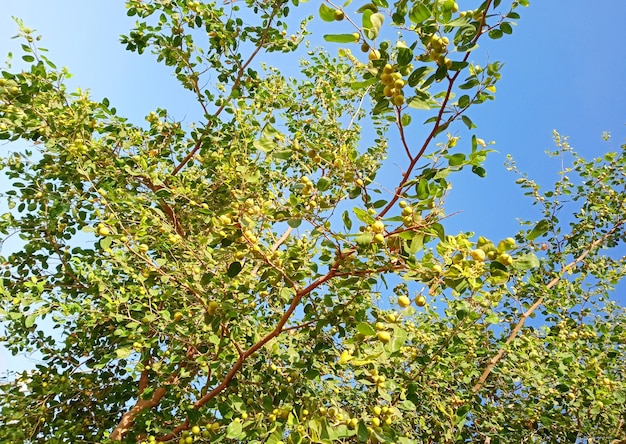 Groene Bladeren Tegen Heldere Hemel