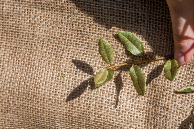 Groene bladeren ter beschikking op canvas