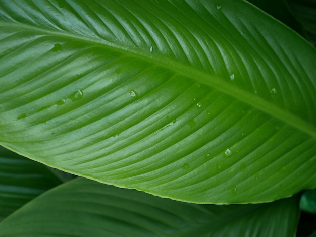 groene bladeren textuur achtergrond, natuur boom plant