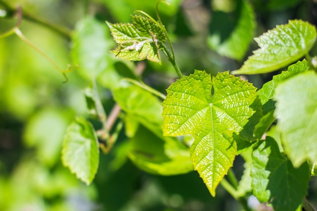 Groene bladeren textuur achtergrond