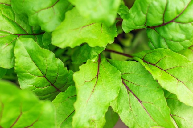 Groene bladeren textuur achtergrond