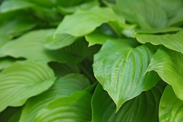 Groene bladeren textuur oppervlak