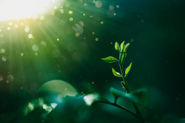 Groene bladeren tropische planten en zonlicht met bokeh achtergrond