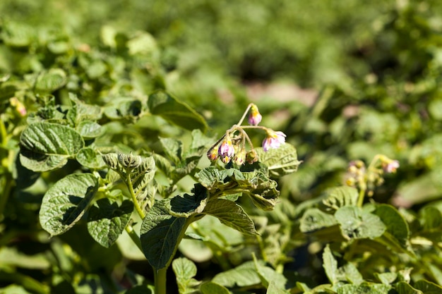 Groene bladeren van aardappel