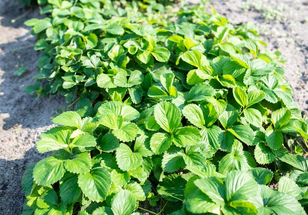 Groene bladeren van aardbeienstruiken die op het grondbed groeien