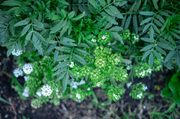 Groene bladeren van bloemen met zachte selectieve focus van prachtige natuur Zomer wazige achtergrond