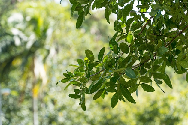 Groene bladeren van bomen in Braziliaans park. Zonnige dag. Tegen licht.