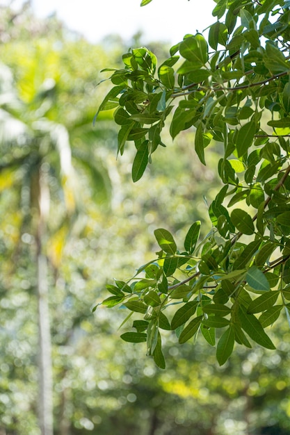 Groene bladeren van bomen in Braziliaans park. Zonnige dag. Tegen licht.