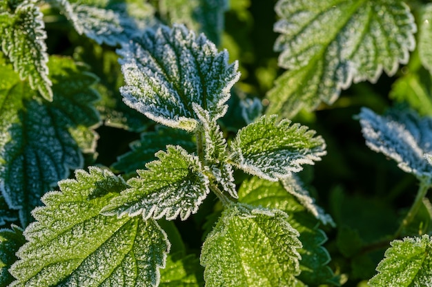 Groene bladeren van brandnetel in de eerste vorst, close-up. Groene bladeren van brandnetel met rijm na de eerste ochtendvorst, Oekraïne