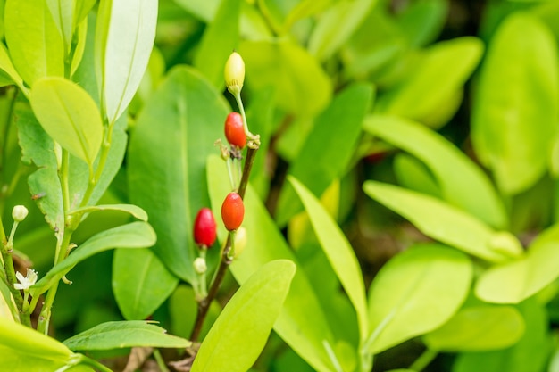 Groene bladeren van cocaplant buiten