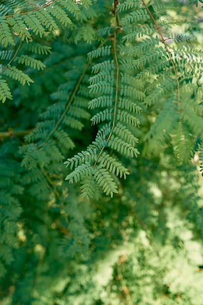 Groene bladeren van de close-up van albiziatakken
