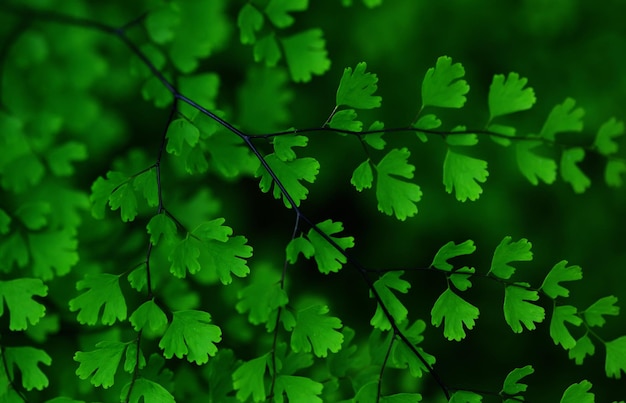 groene bladeren van een boom