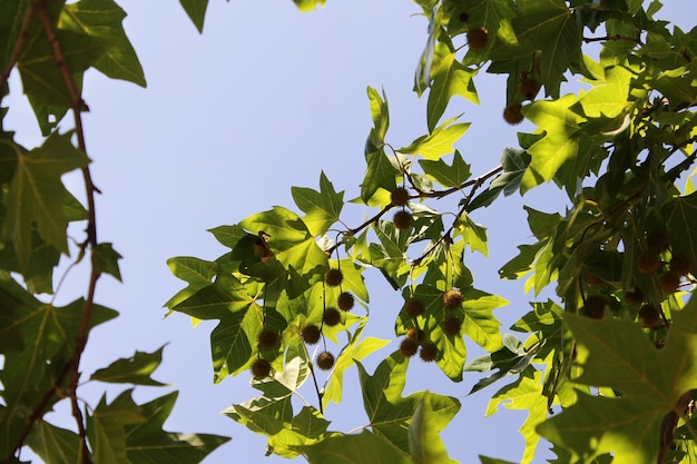 Groene bladeren van een grote boom tegen een strakblauwe zomerlucht