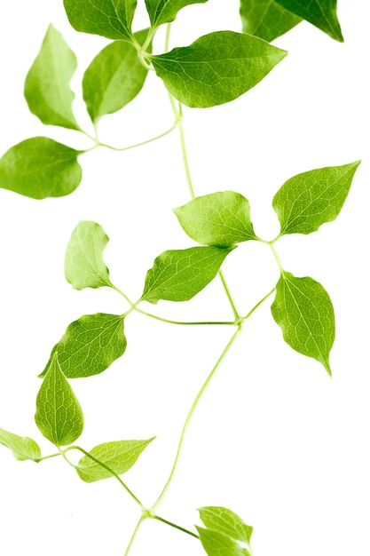 Groene bladeren van een jonge plant zijn geïsoleerd op een witte achtergrond