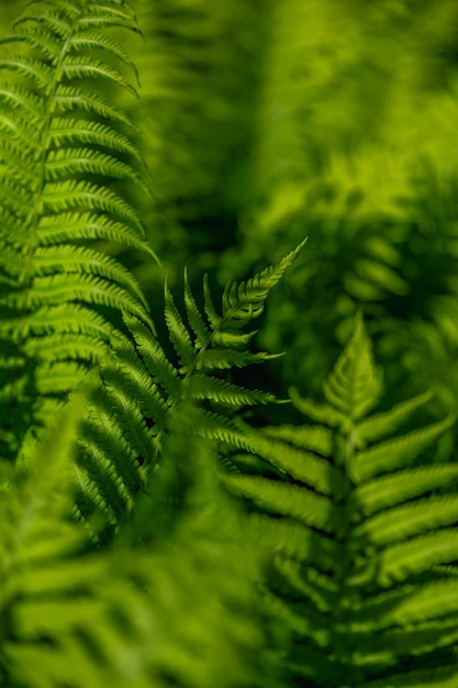 Groene bladeren van een jonge varen Planten esthetiek achtergrond