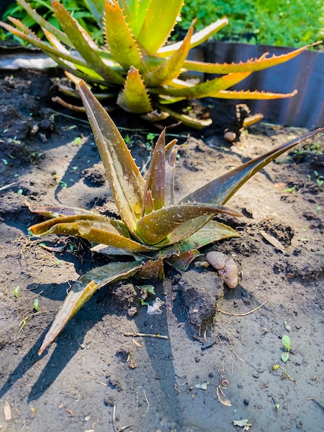 groene bladeren van een plant in de tuin