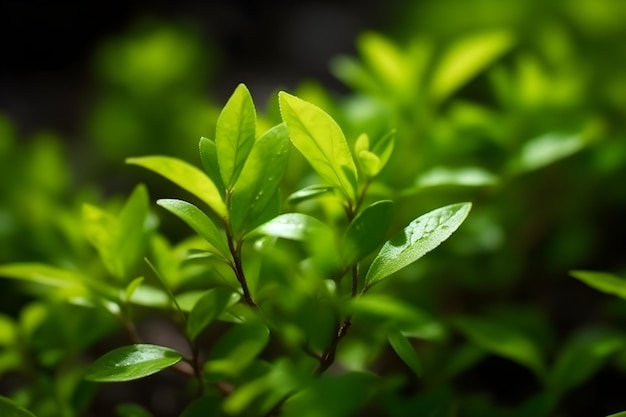 Groene bladeren van een plant met regendruppels op de achtergrond